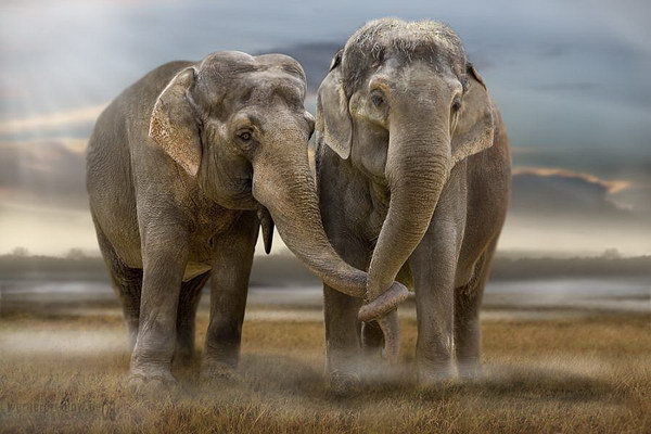 два слоника.jpg